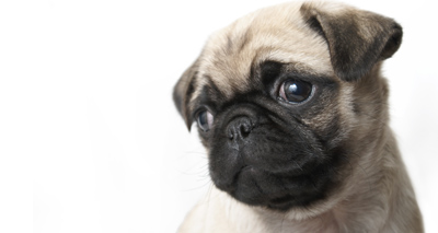 New pug film could prompt ‘pester power’