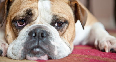 Vets and MEPs discuss extreme breeding