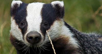 Concern for badgers trapped in cages during heatwave