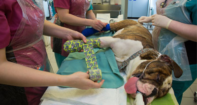 Fire survivor bulldog entered into pet awards