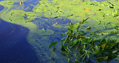Pet owners warned of toxic algae