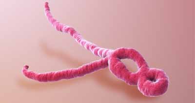 New Ebola virus discovered in Sierra Leone