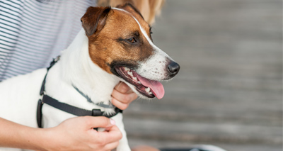 Dog-human transmission of NDM bacteria