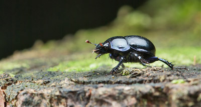 Cattle pesticides killing off dung beetles - study