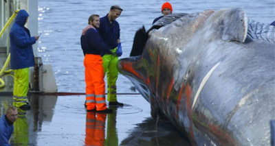 Blue whale butchered in Iceland