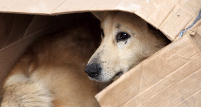 RSPCA set for a surge in abandoned animals