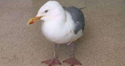 Concerns over reports of ‘drunk’ gulls in Devon