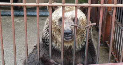 Japan bears move to new UK home