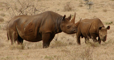 Eight rhinos die in Kenya relocation exercise