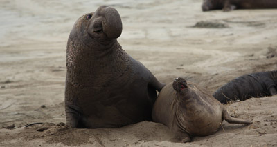 Deep-diving seals protected by anti-inflammatory serum