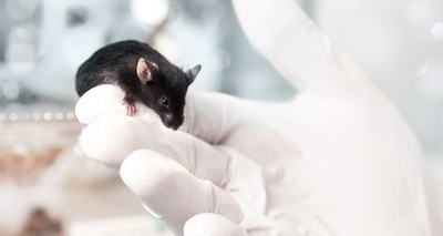 Computer algorithms ‘could replace animal testing’