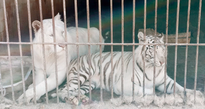 Police raids uncover ‘ruthless’ tiger trade in Europe