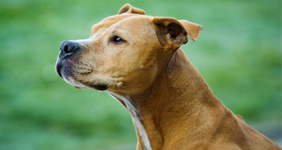 Charities disappointed by Defra comments on BSL