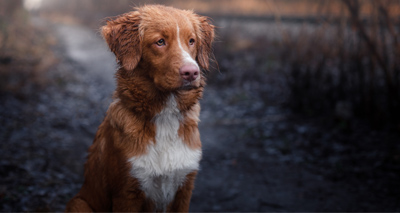 Government rejects calls for new pet theft law