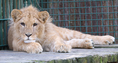 Abused lion cub gets forever home at sanctuary