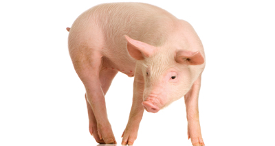 Defra clarifies position on pig tail docking