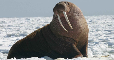 Ivory Bill may be extended to walruses and narwhals