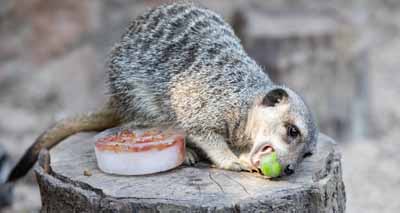 Zoo animals enjoy summer treats to stay cool