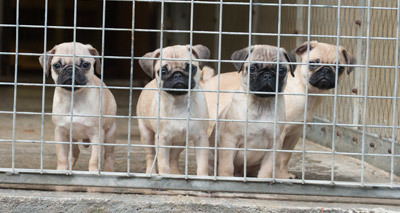 Dogs Trust issues ‘pink pug’ warning