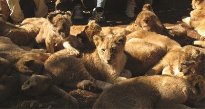 S Africa doubles quota for lion skeleton exports