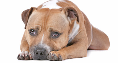 Staffies 'will not be added to banned breed list'