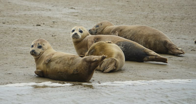 First seal pup study to be carried out in the Thames