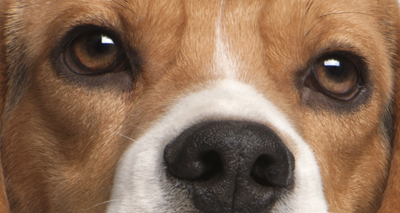 New DNA testing scheme for beagles