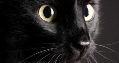 RSPCA highlights plight of black cats