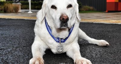 Fire service dogs to get OBEs