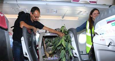 Koala joins passengers aboard flight to Scotland
