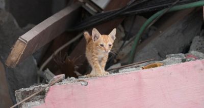 Lombok earthquakes leave thousands of animals stranded