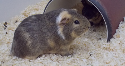 Fresh insights into guinea pig social behaviour