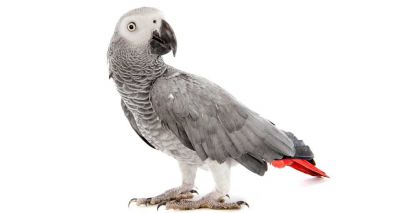 Parrots ‘make economic decisions to get better rewards’