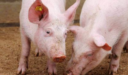Third ASF outbreak confirmed in China