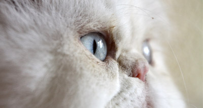 BVA puts the spotlight on brachycephalic cats