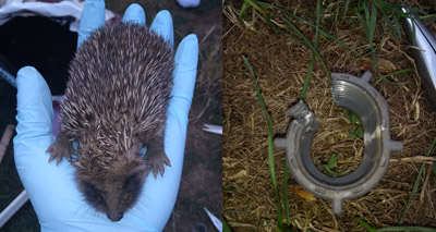 Litter plea as hedgehog gets stuck in plastic ring