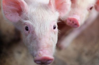 Funding boost for foot-and-mouth vaccine consortium