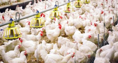 Innovate UK funding to support chicken welfare projects