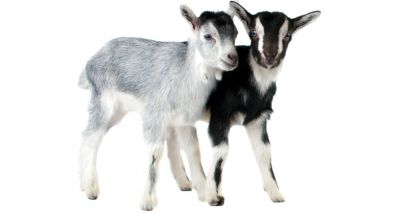 ‘Use anaesthesia and pain relief during goat disbudding’, paper says