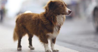 Worrying number of microchips 'out of date'
