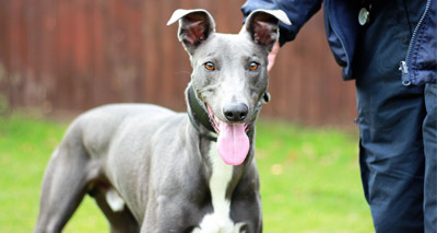Unlucky Blue seeks forever home