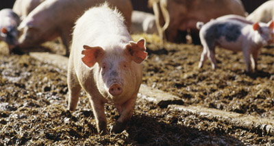 Researchers transplant lab-grown lungs into pigs