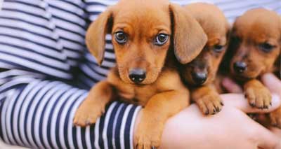 Ban on third party puppy sales announced