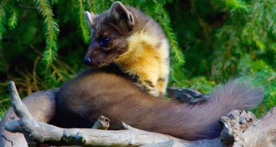 Rare pine marten spotted in Kielder Forest