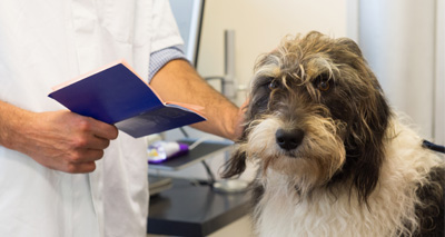 BVA calls for changes to Pet Travel Scheme
