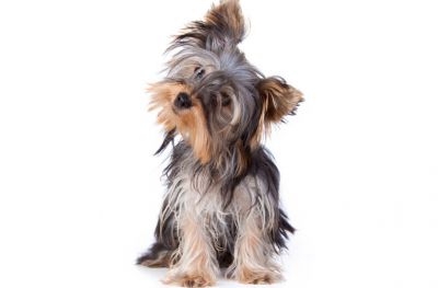 9.2m dogs tune into the radio daily, survey finds