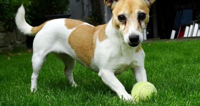 Pet owner’s tribute to dog goes viral