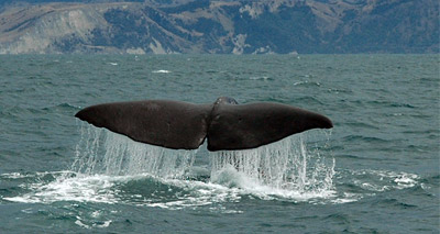 Mass whale stranding due to environmental factors