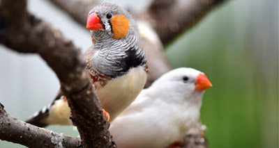 Birds see colour in a similar way to humans, study suggests