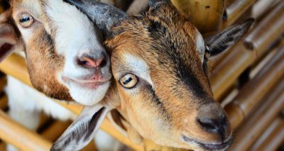 Goats prefer happy faces, study finds